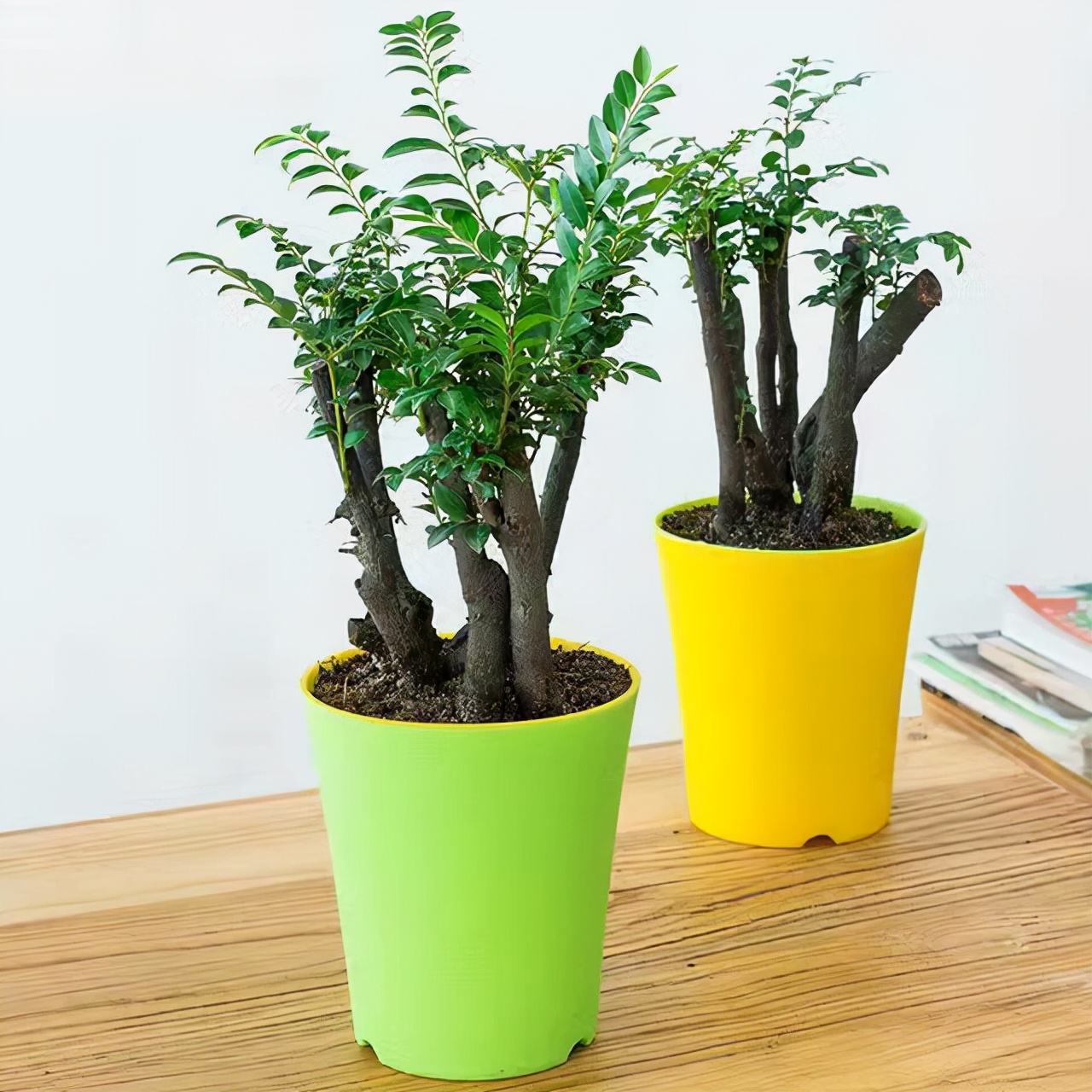 小叶紫檀盆栽的正确养殖方法,小叶紫檀盆栽养殖方法和注意事项