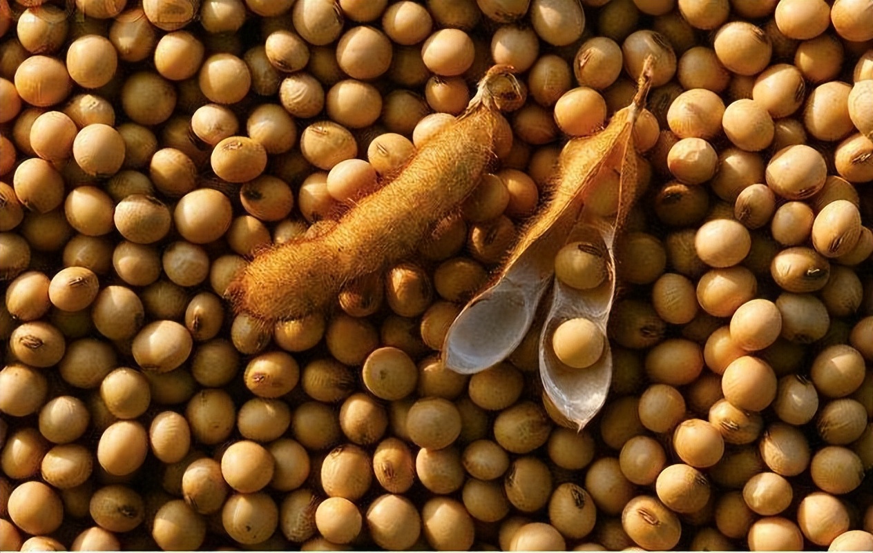 12月16日全国最新大豆价格,12月10日全国最新大豆价格