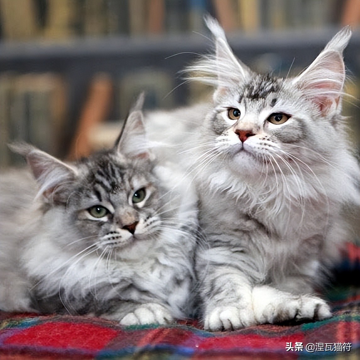 缅因库恩猫银虎斑,缅因猫浅银虎斑