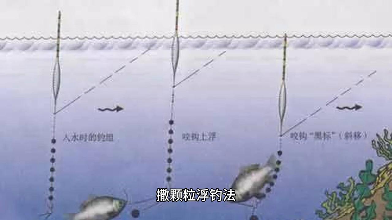 浮钓草鱼最好吃的做法,散炮打浮钓草鱼饵料味型