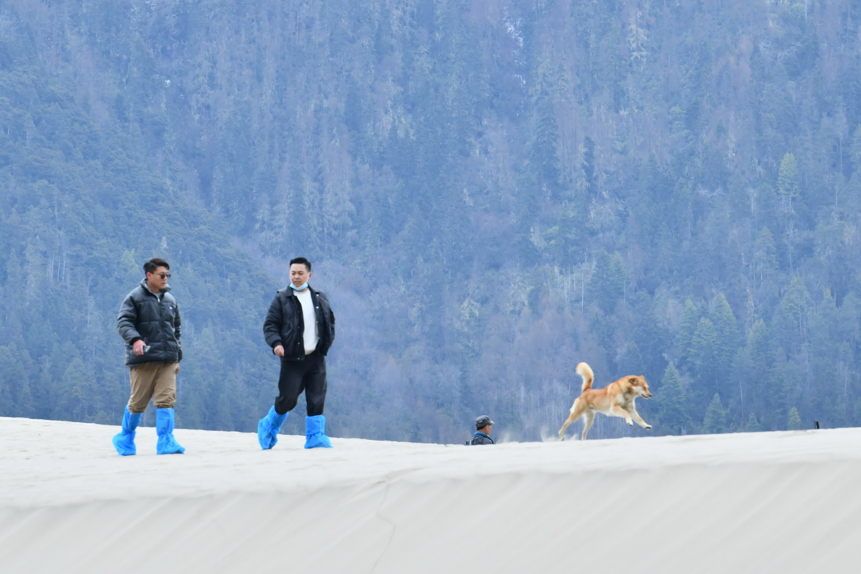 我的林芝一日游攻略,林芝看桃花西藏之旅