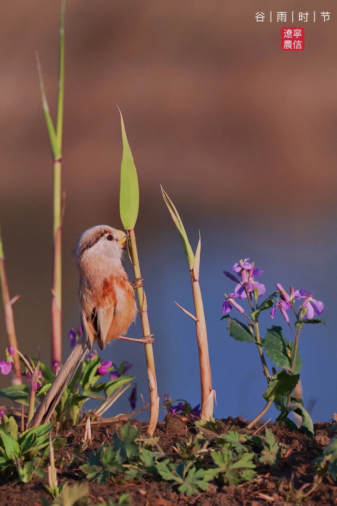 二十四节气之谷雨内容,二十四节气之谷雨的故事