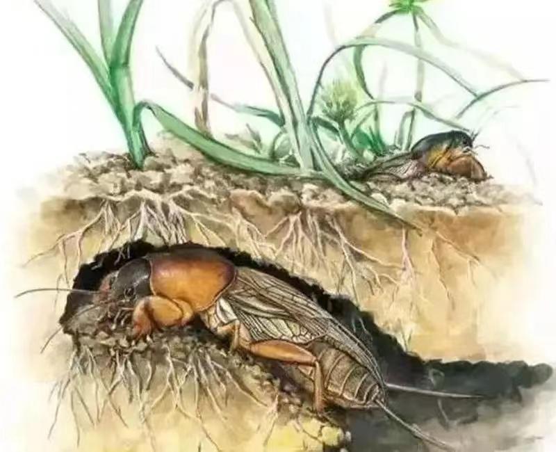 虫形挖掘机——蝼蛄