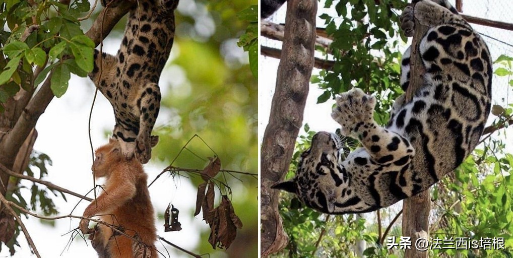 世界上最厉害的猫科动物豹猫,豹猫我国最可怜的野生猫科动物