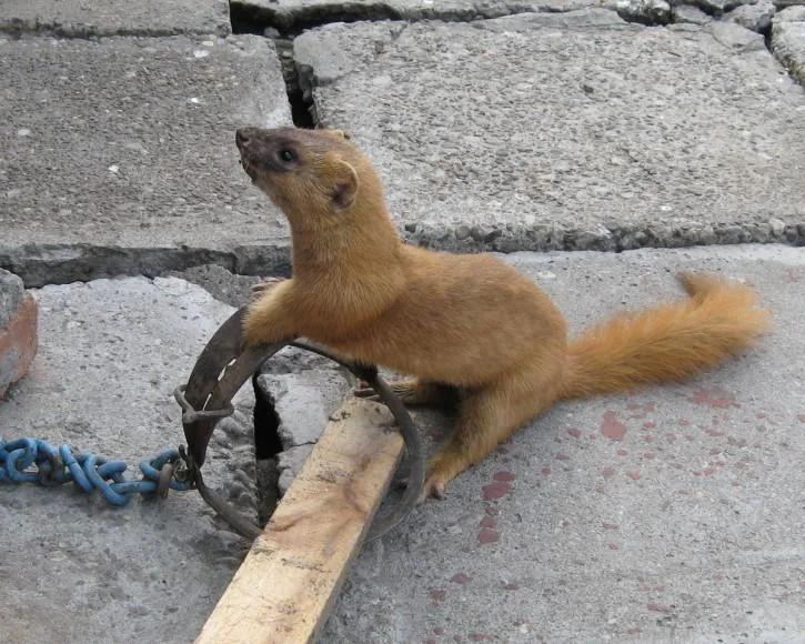 偷吃鸡的黄鼠狼也是保护动物吗,黄鼠狼是被保护的野生动物吗