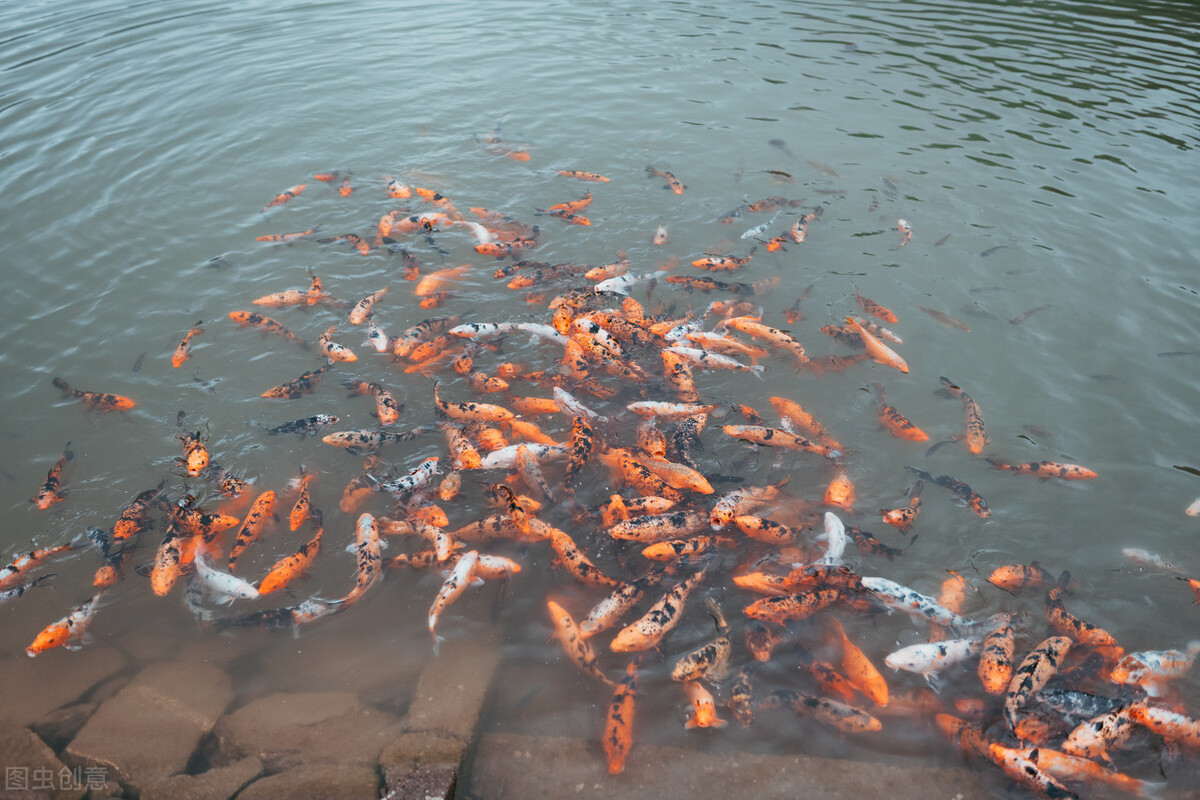 赞美鲤鱼的诗句古诗大全,有关于鱼的诗句古诗大全