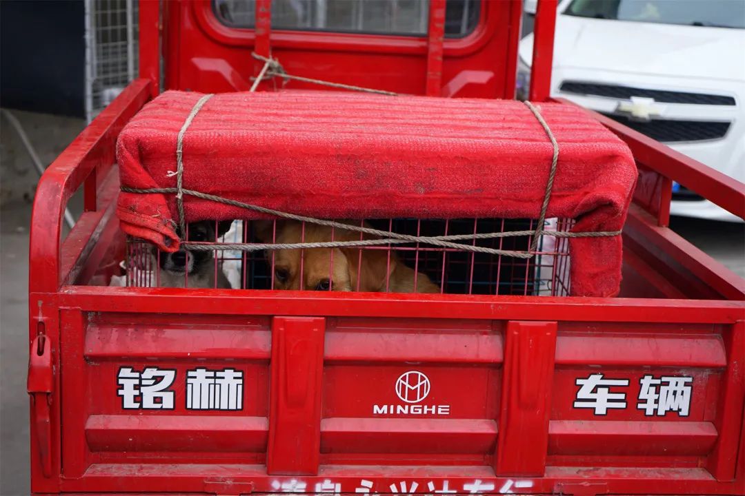 三联鸡鸭市场在哪里,三联市场家禽