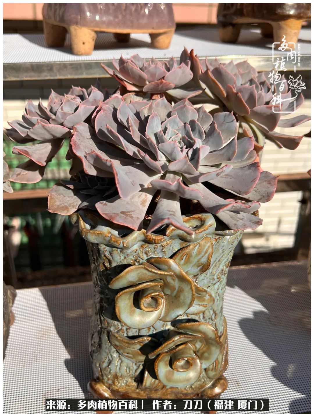 多肉夏季不好养品种有哪些,高花盆为什么养不好多肉