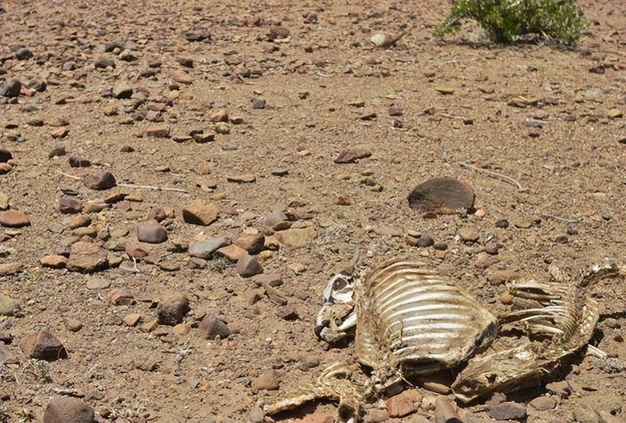 人死火化是浪费资源？动物死了进入生态循环，人类却打破自然规律