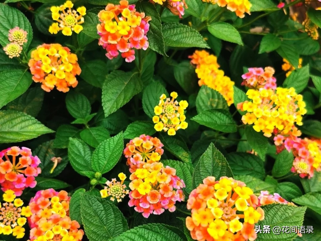 搞笑的花名称大全,花的名字比较奇葩的