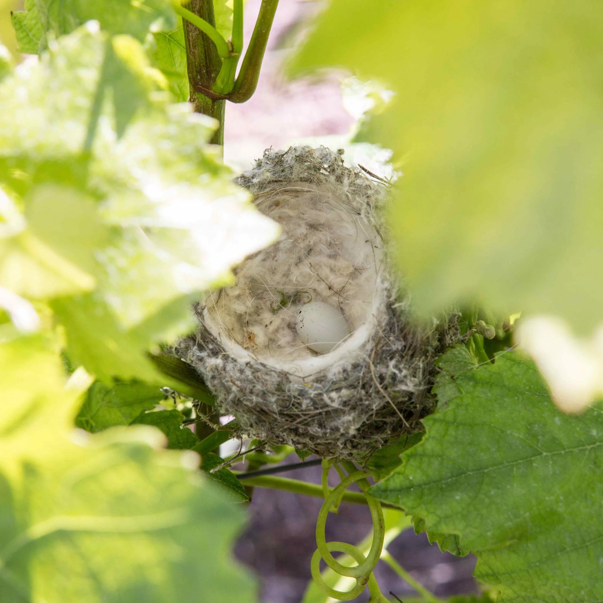 香槟葡萄园旅行,旅游香槟