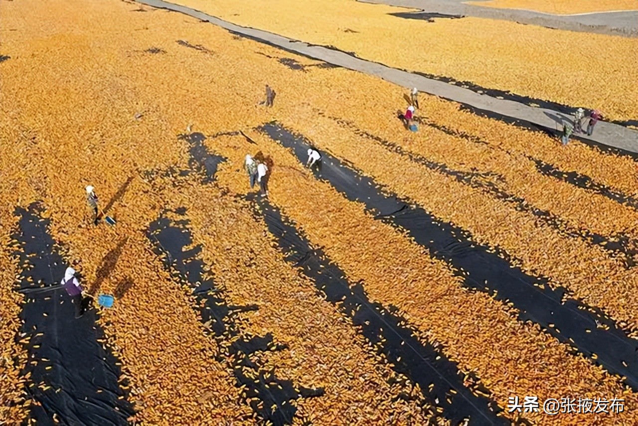 庆阳市党建引领乡村振兴特色做法,张掖党建引领乡村振兴24字方针