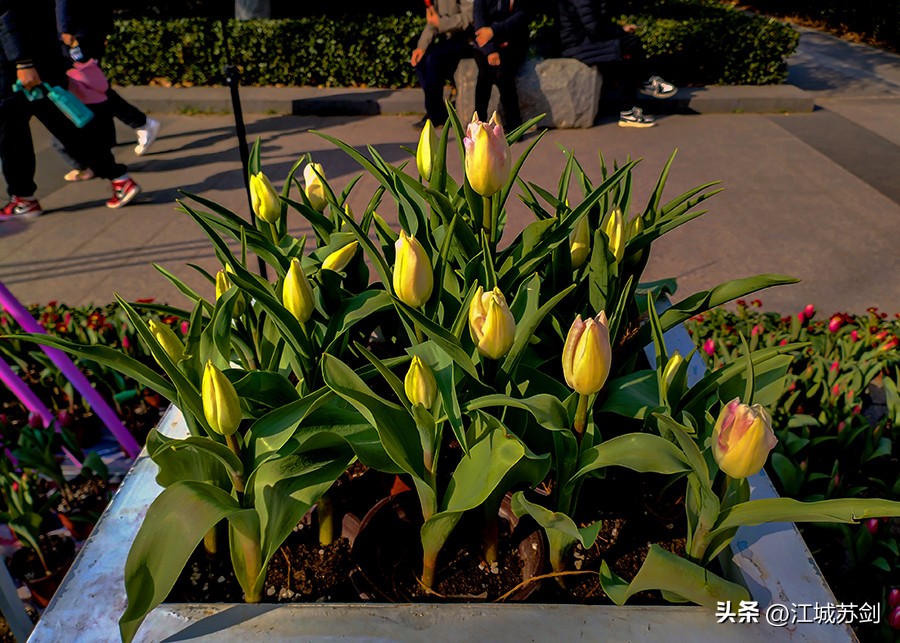 娇艳郁金香花,郁金香花含苞欲放有初夏的味道