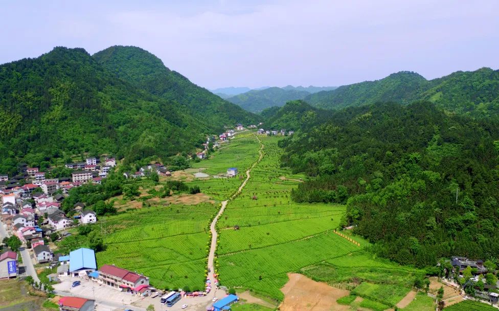 安化黑茶开园视频,安化黑茶网上开园