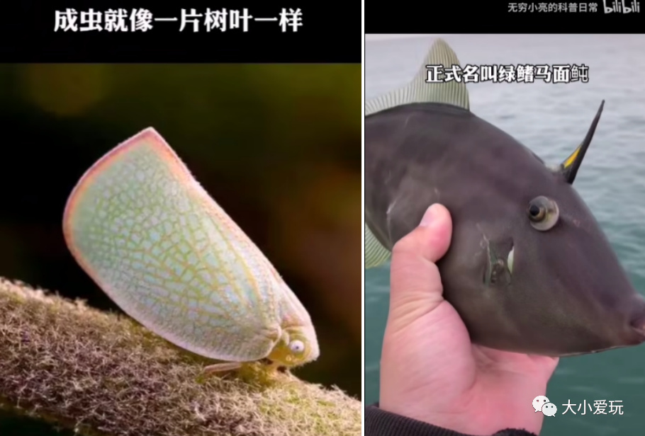 从科普到各学科，我们为孩子集齐了B站最强学习资源！记得收藏