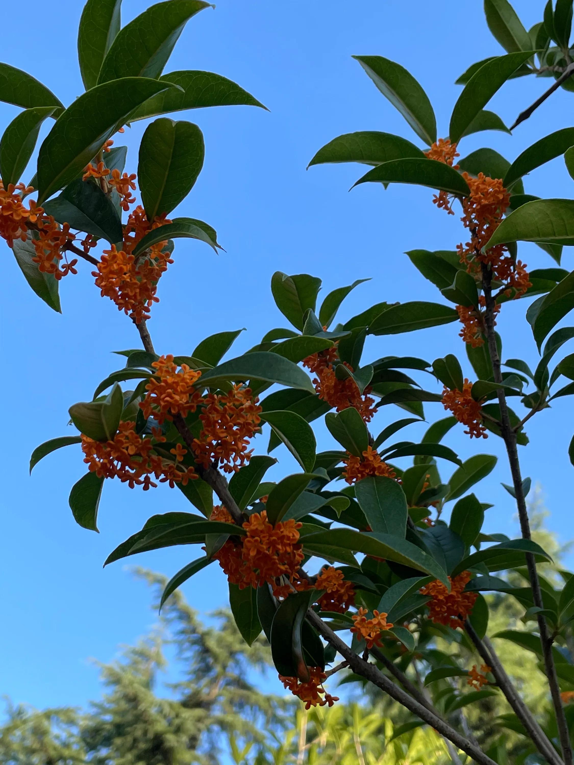 丹桂飘香万缕柔,丹桂飘香婚纱摄影价格