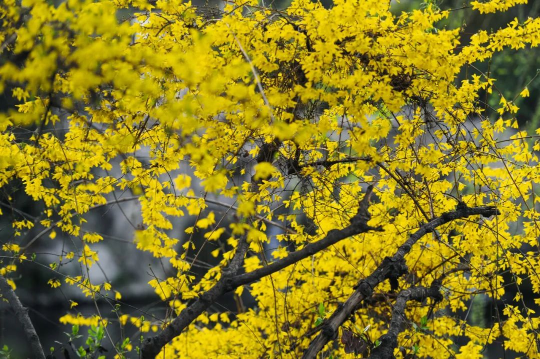 济南这个周末适合哪里赏花,济南春天赏花好去处