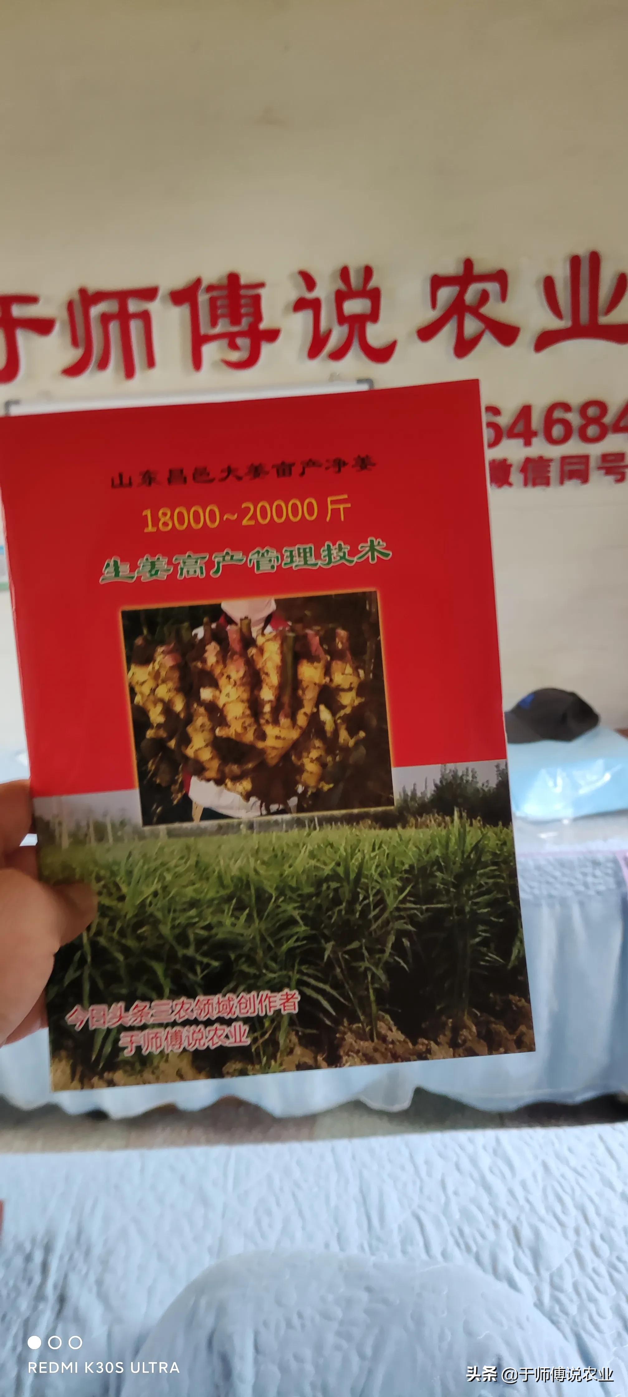 种姜一亩地需要多少斤姜种,种姜一亩能赚多少钱云南