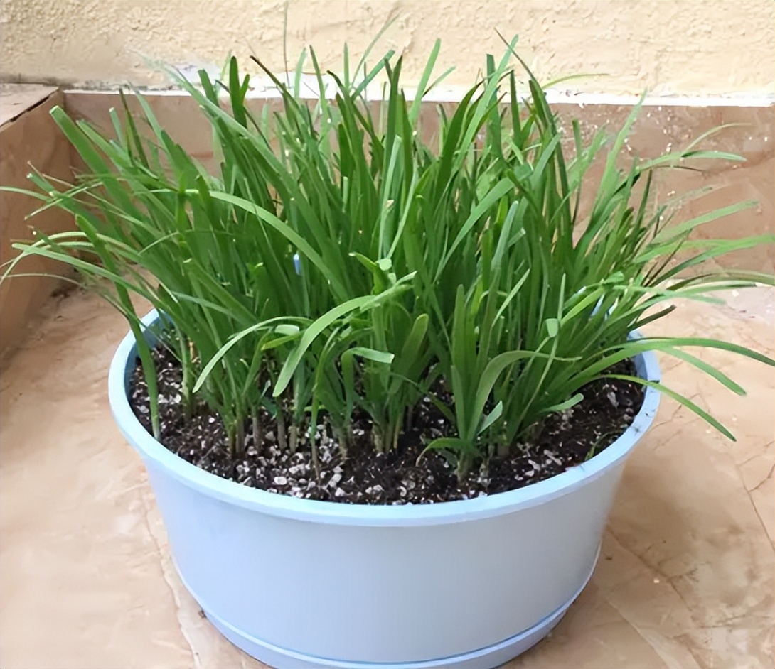 阳台如何种植蔬菜养花,阳台可以种植哪些蔬菜花卉