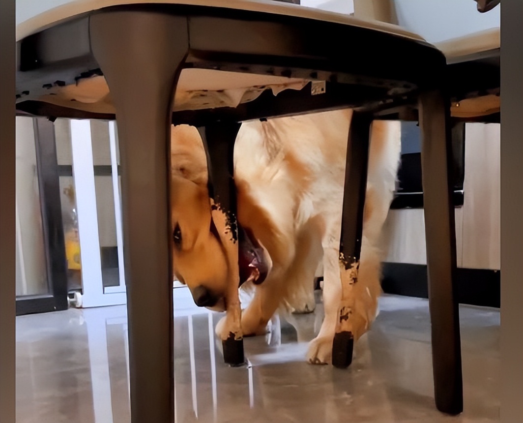 纠正金毛扑人的坏习惯,金毛总咬腿