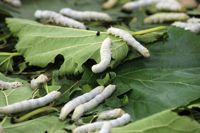 警惕逻辑思维,不要总是寻求别人的建议