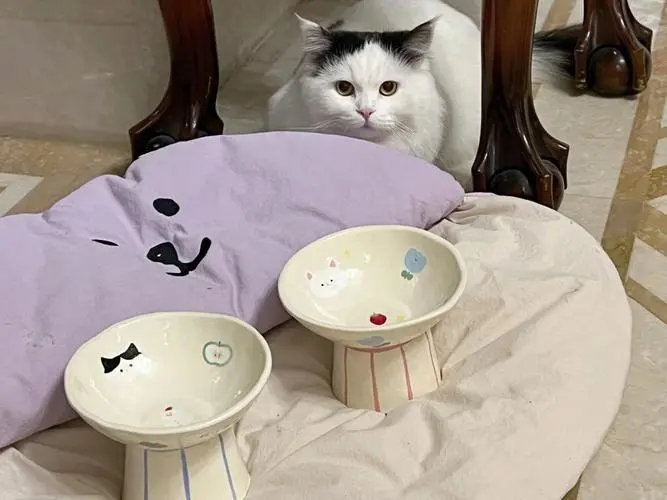 新手养猫vs养猫六年,新手养猫和老手养猫清洁耳朵