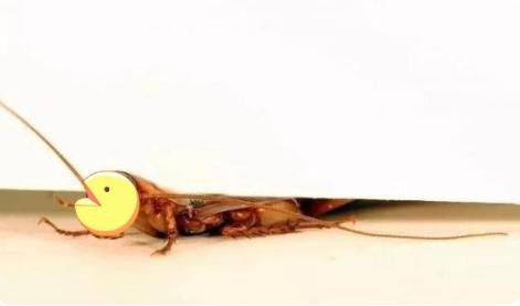 灭蟑螂的方法用什么药最好,消灭蟑螂的药剂