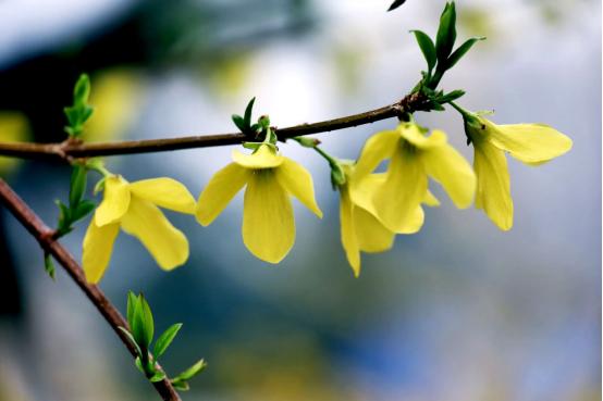 百花种类大全,百花的种类有哪些