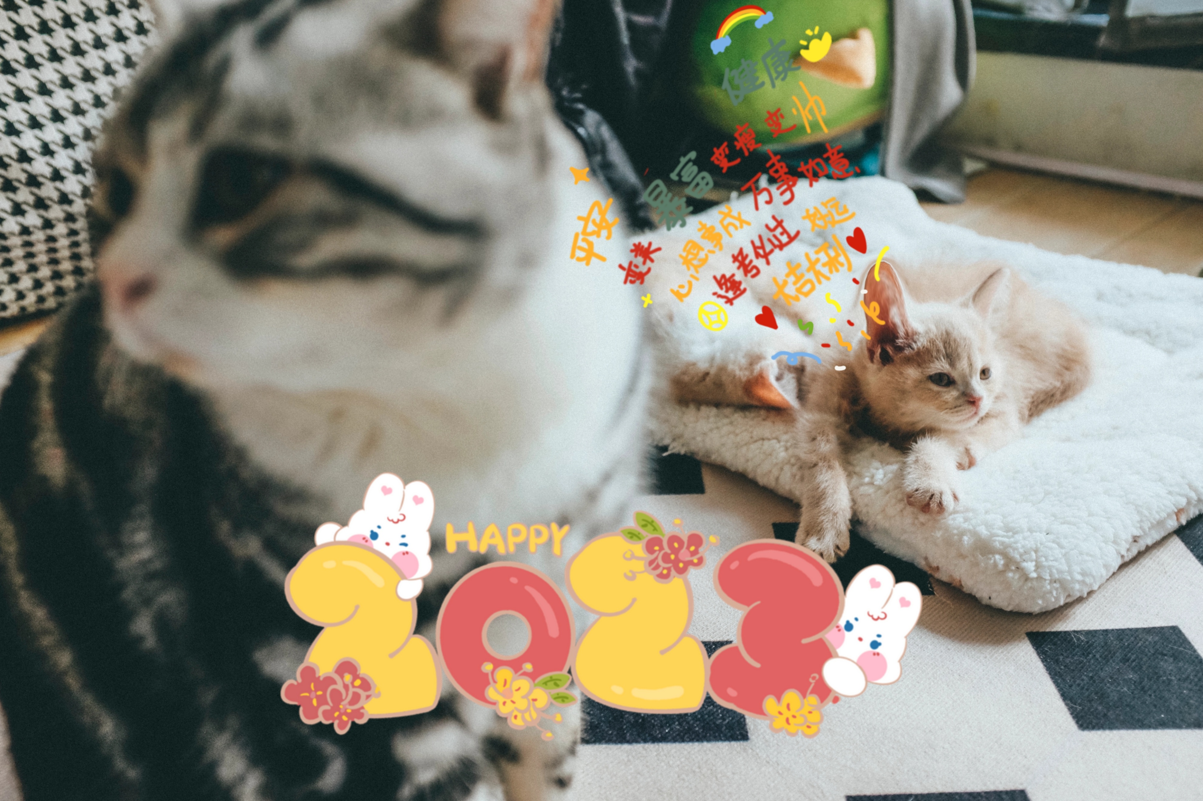 鏉窞濂冲瓙棰嗗吇鐚挭,鏉窞00鍚庡コ鐢熻璁″厰鐚〃鎯呭寘