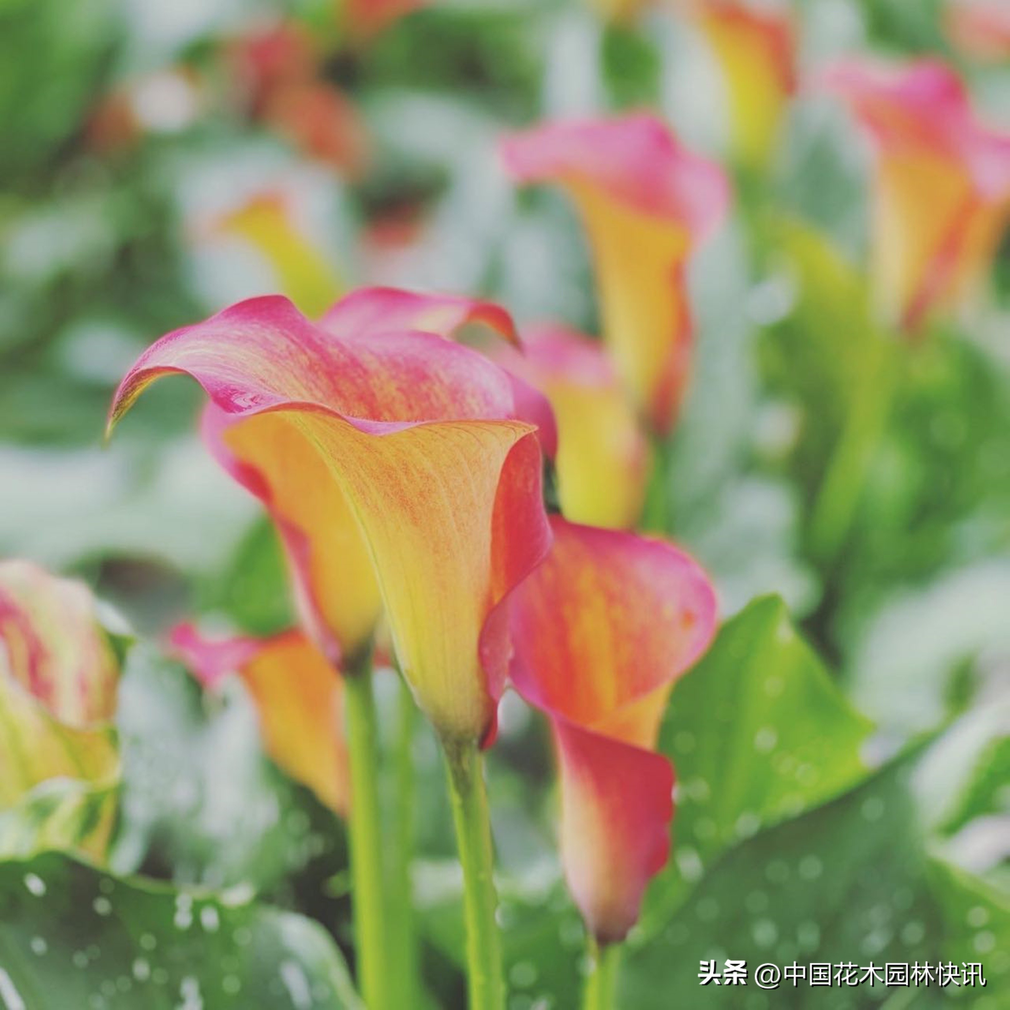 云南丽江彩马切花实现量产国庆婚礼高峰拉升市场销量