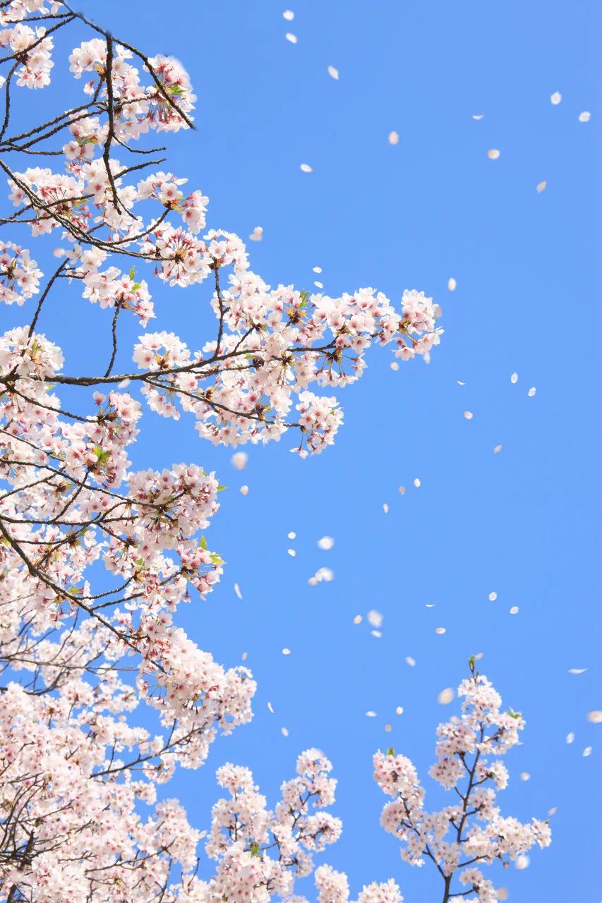 日本赏樱的小众景点,必去热门赏樱圣地