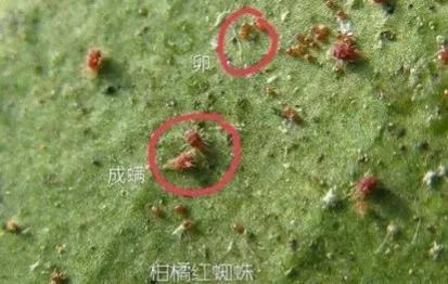 红蜘蛛螨虫特效药有哪些,红白黄蜘蛛用什么药最有效