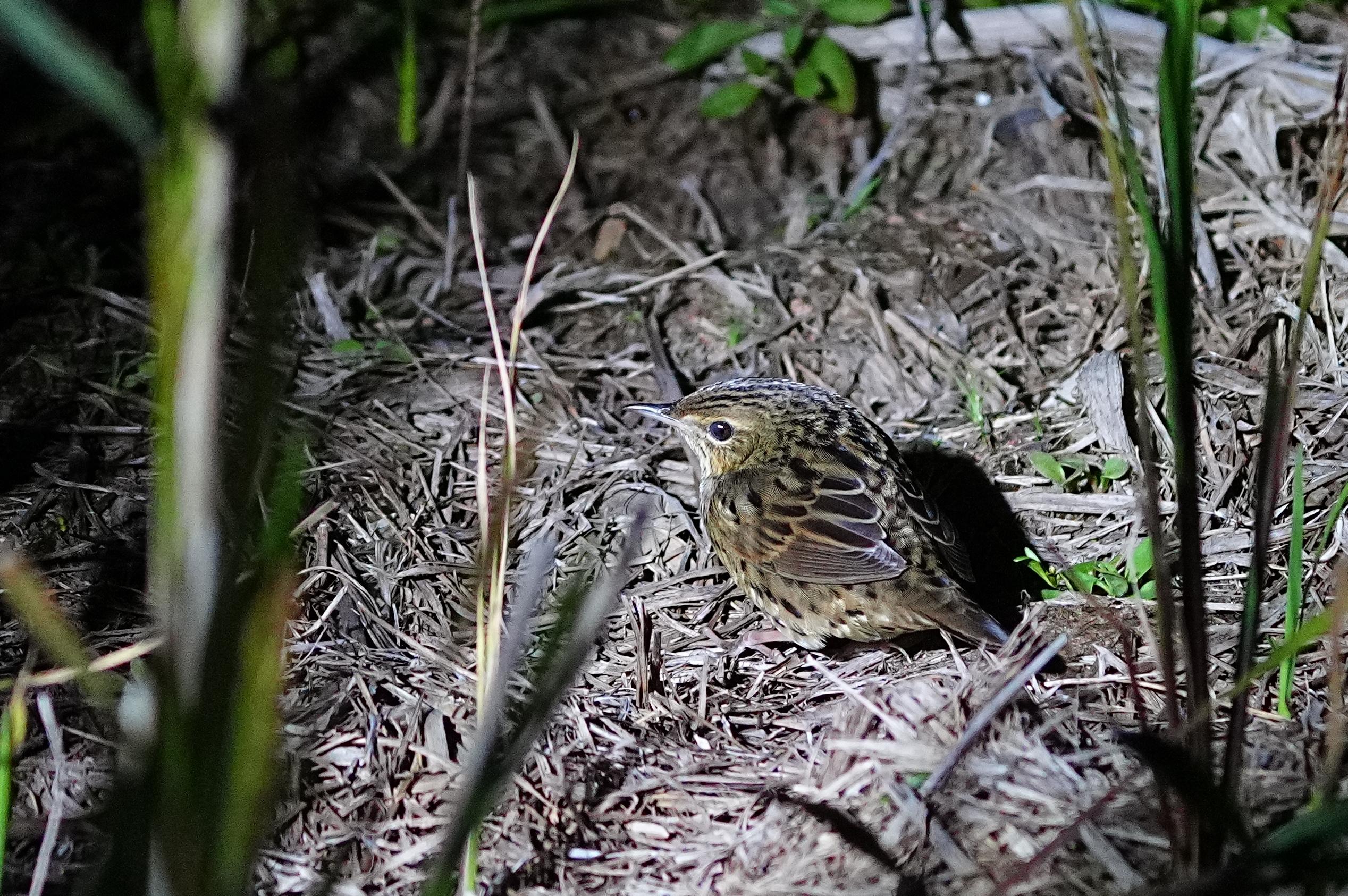 海南观鸟随记5霸王岭儋州湾勺嘴鹬领角鸮仓鸮