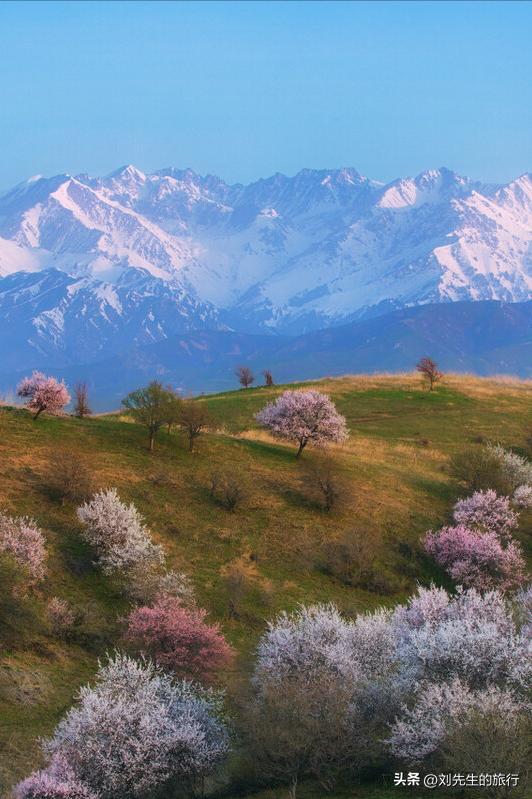 新疆伊犁春天满山遍野的花朵,伊犁的春夏秋冬美景