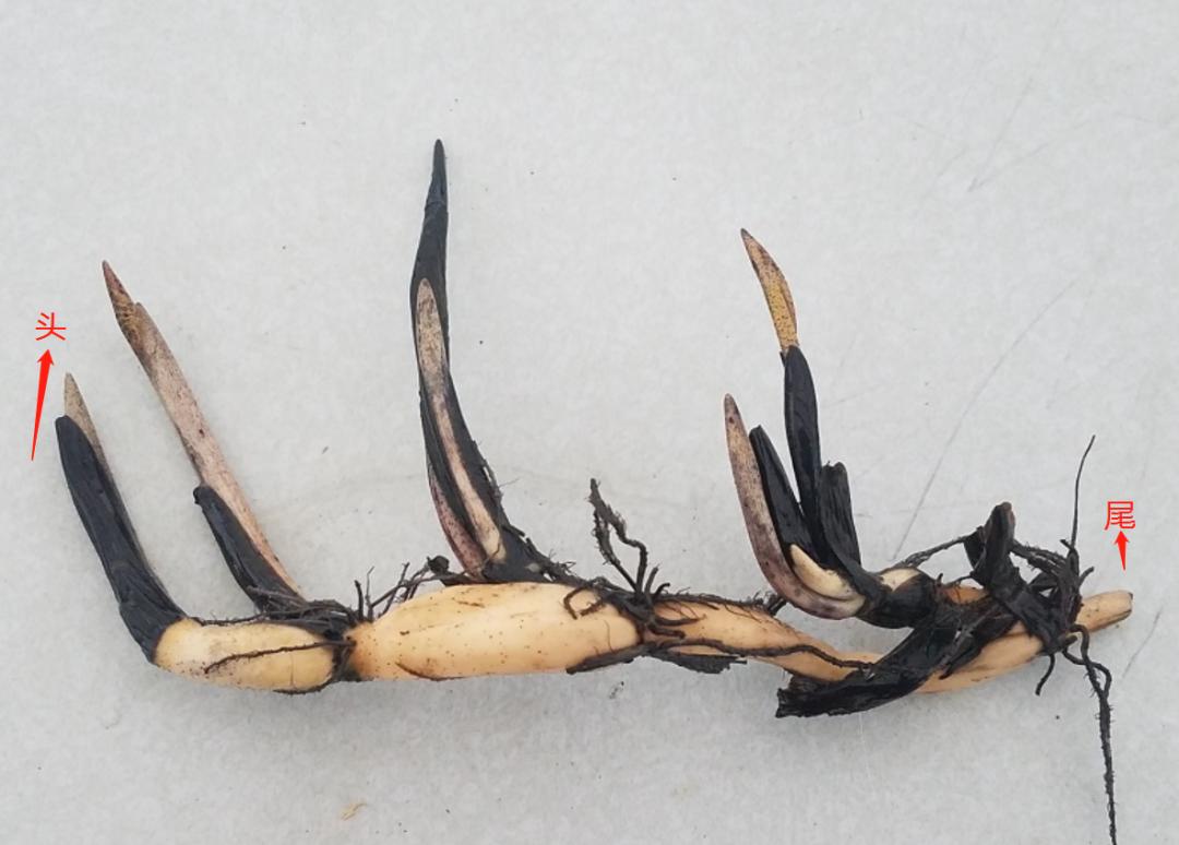 种植碗莲的时节,碗莲种植容器选择方法全过程