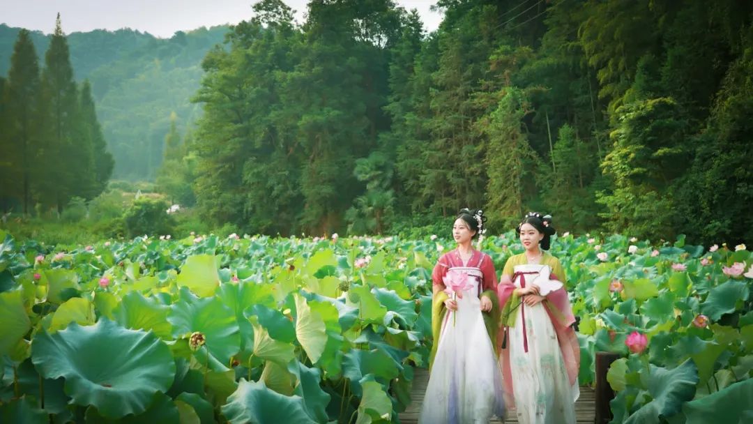 小暑已至！夏日顶流登场，一池荷风，满院莲香，惊艳了整个夏天！