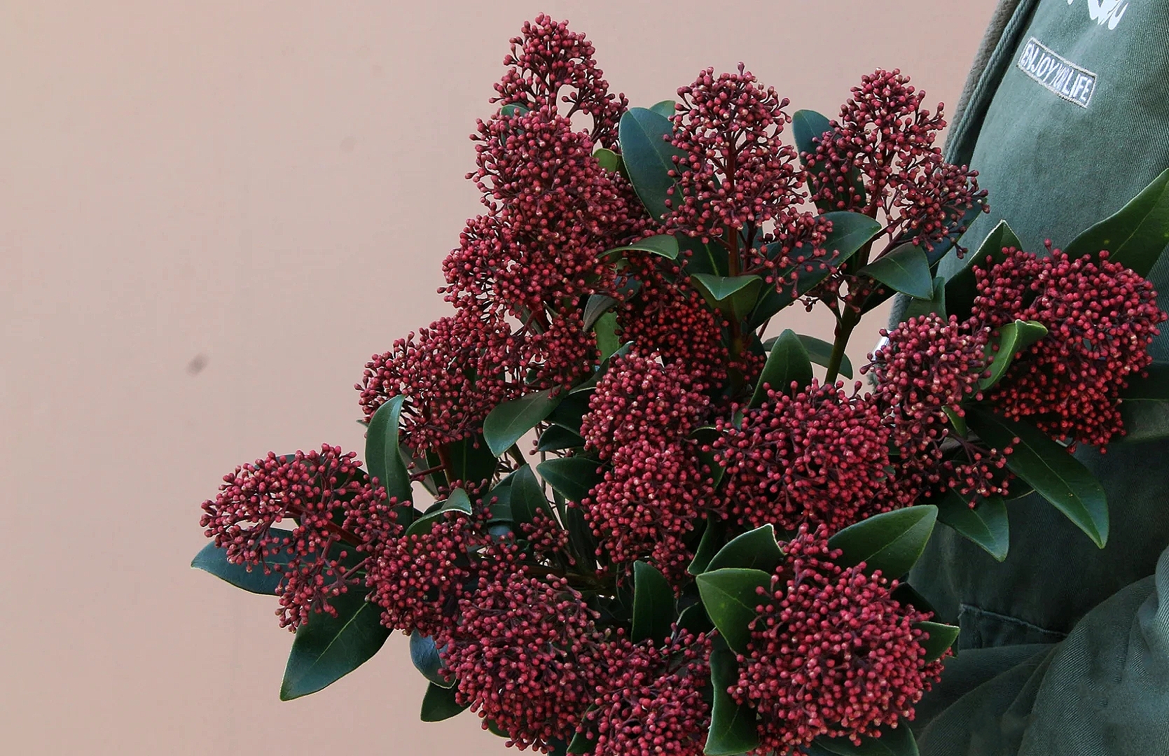 花艺教程花材打理知识,花艺教程常用花材及叶材有哪些