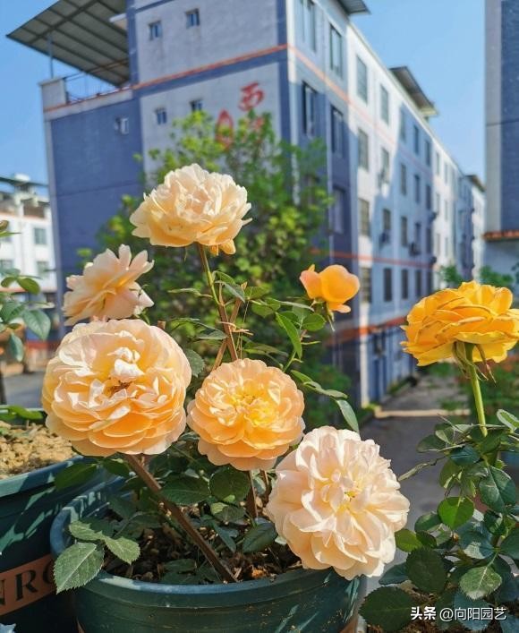 月季不发芽怎么处理,月季扦插用蛭石还是用水泡生根快