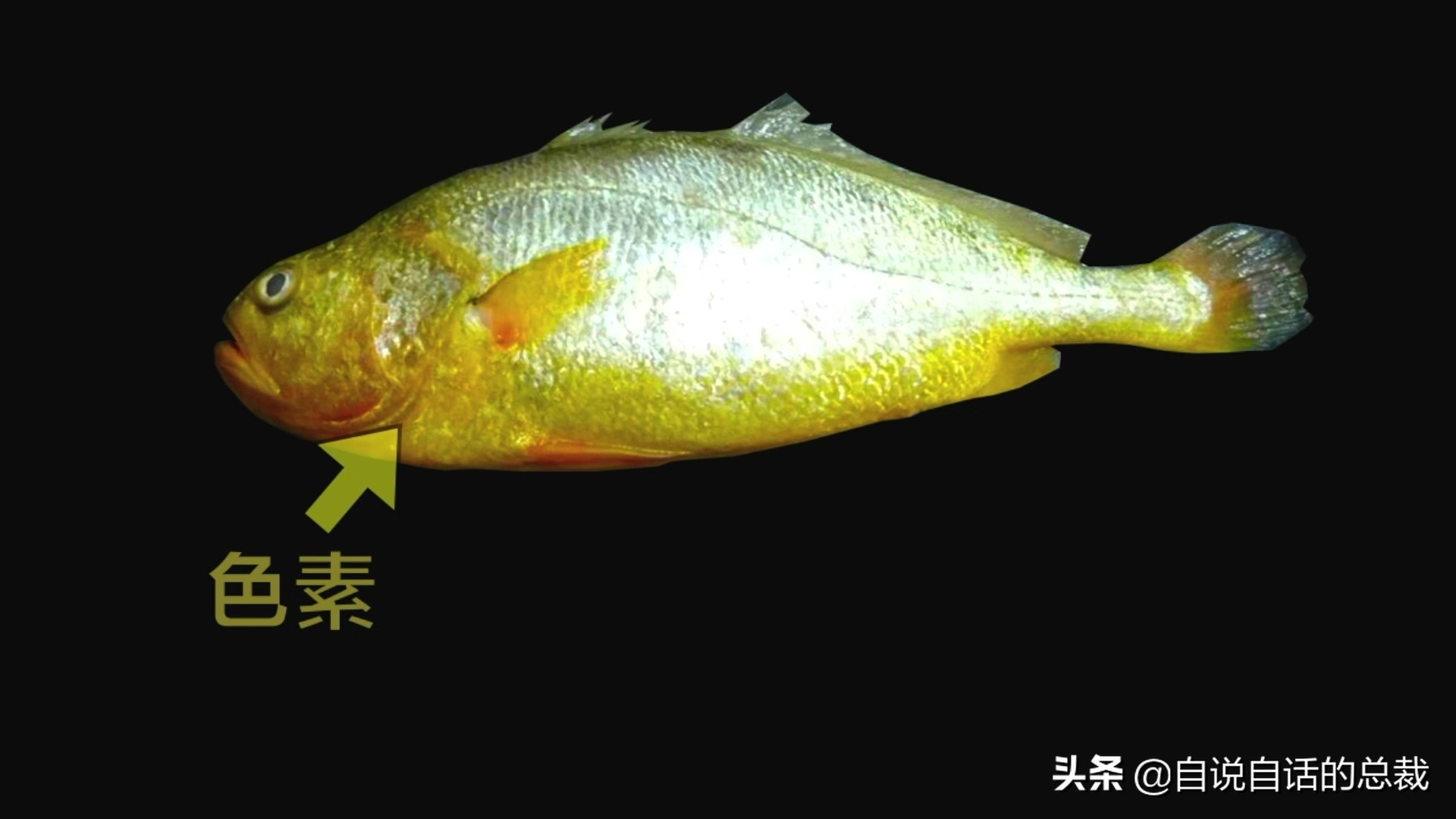 目前野生大黄鱼为什么这么贵,大黄鱼最贵价格多少钱一斤