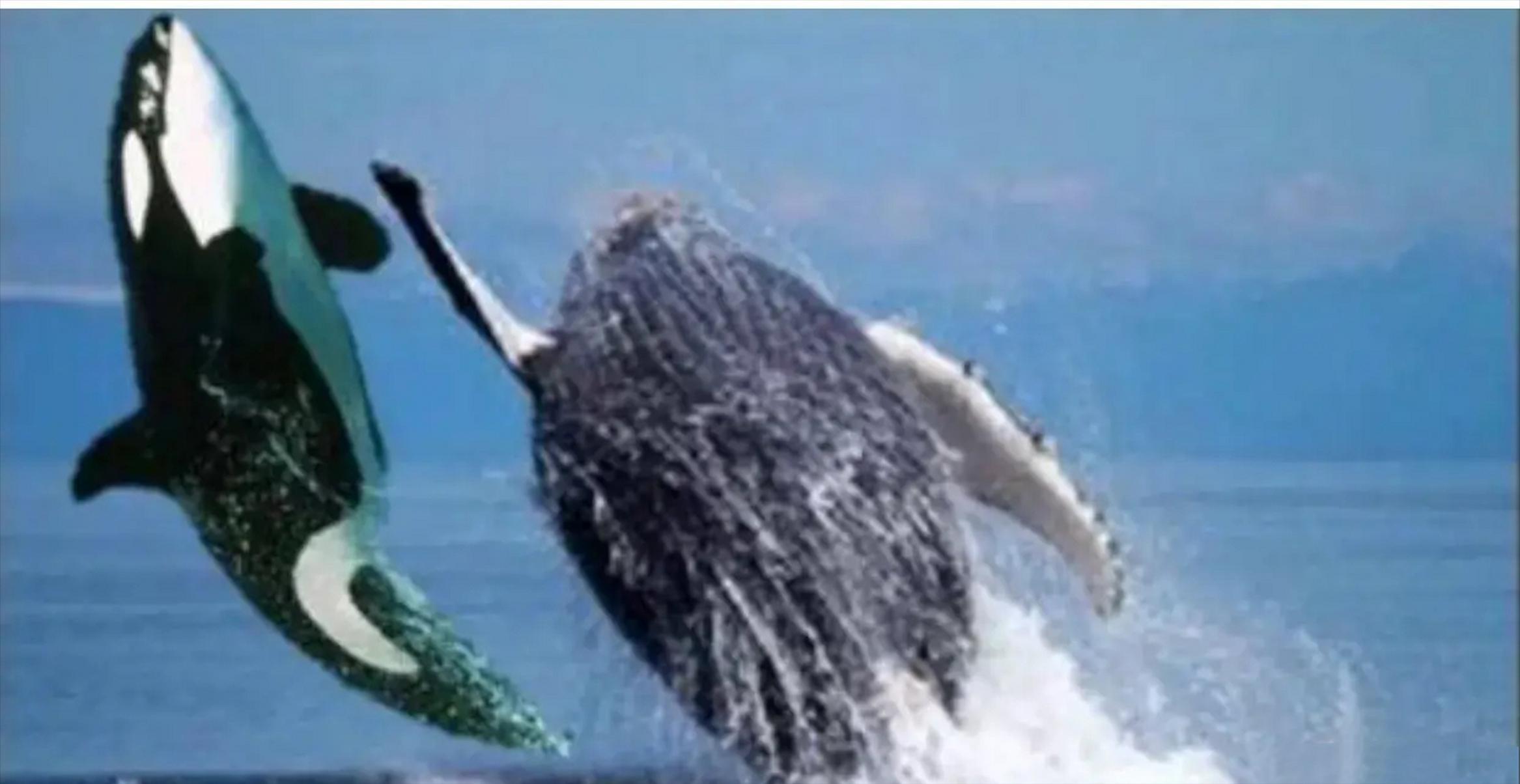 奇妙世界—你知道喜欢殴打虎鲸的鲸鱼是谁吗？