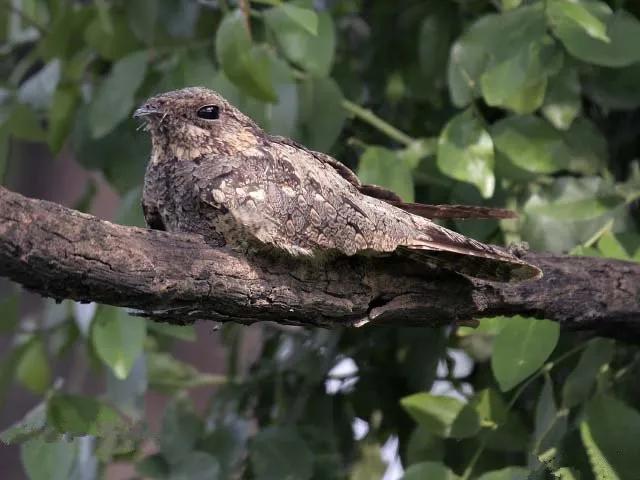 小区常见十种鸟,小区里黑色鸟一般是什么鸟