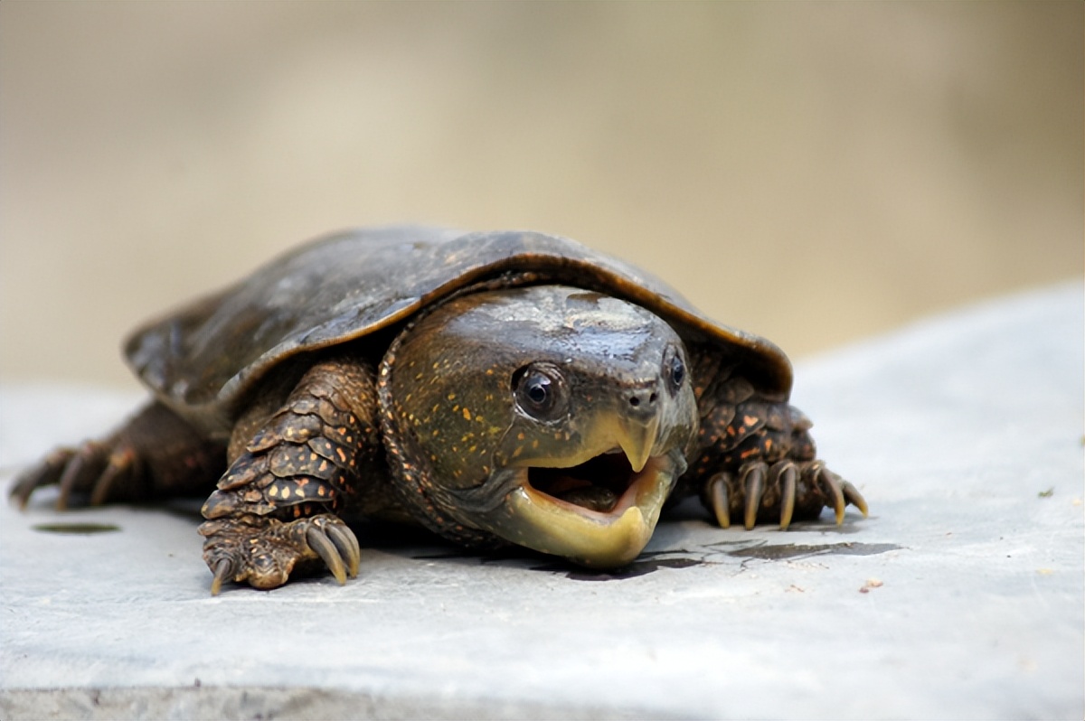 新手不建议养的龟,新手千万别养这几种龟