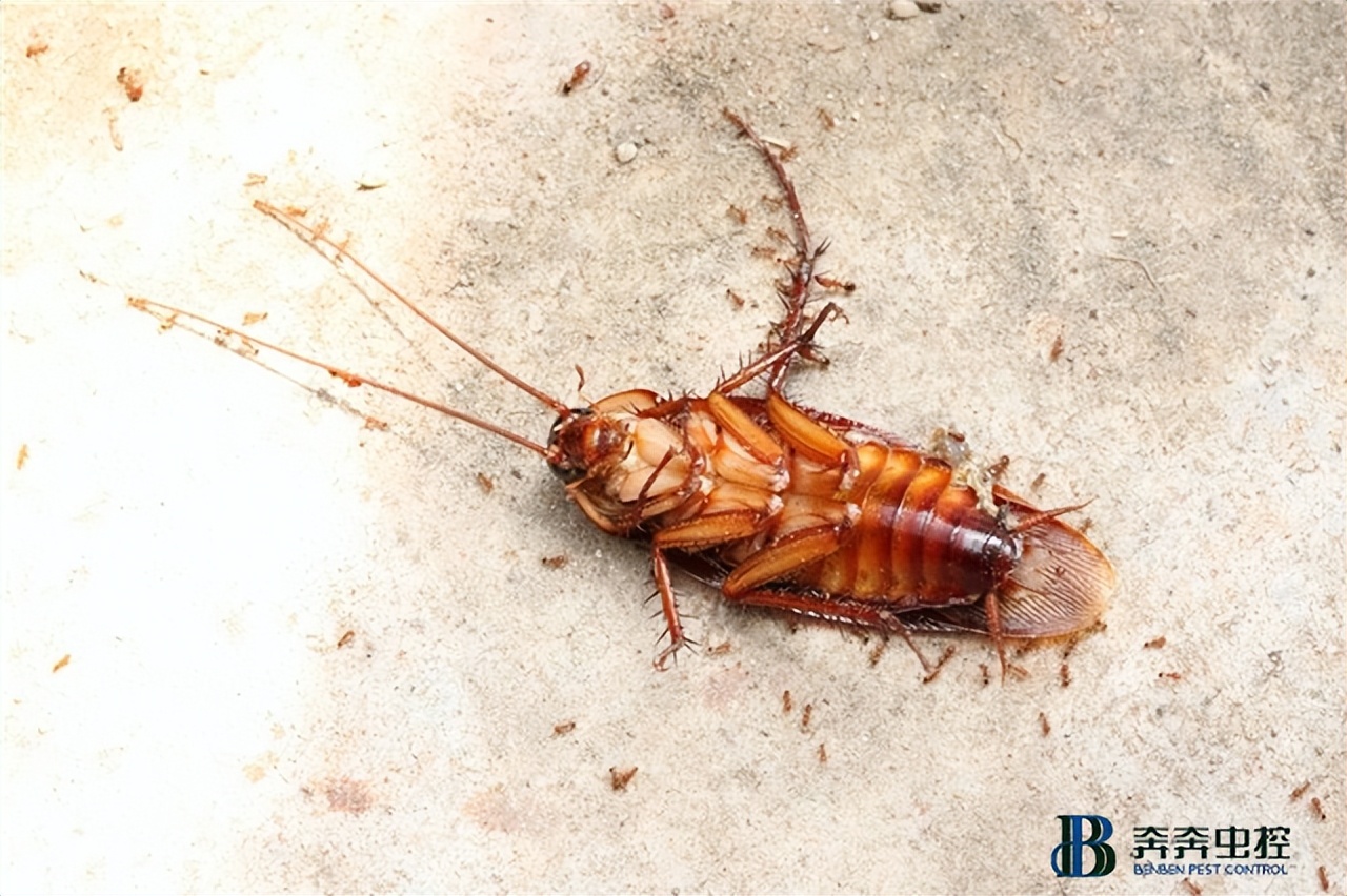 专业杀蟑螂服务教你灭蟑螂技巧,酒店蟑螂贴灭蟑螂的最好方法