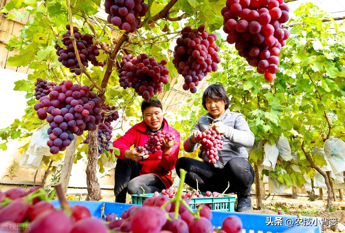 怎样解决葡萄大小不一的问题,解决葡萄发芽不整齐的问题