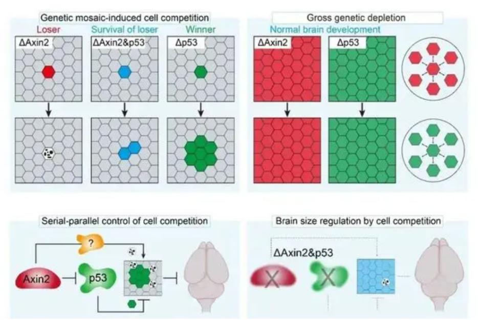 中科院细胞科普探索生命之源,脑细胞最新研究成果