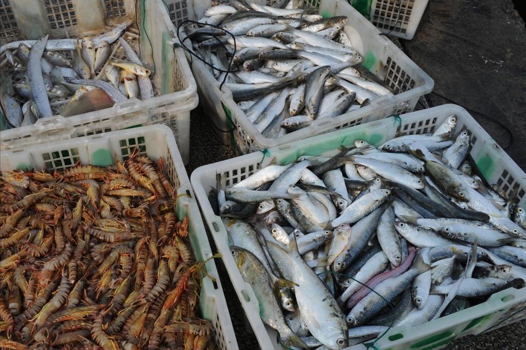 七种不一样的鱼图片,各种鱼的区别方法图解