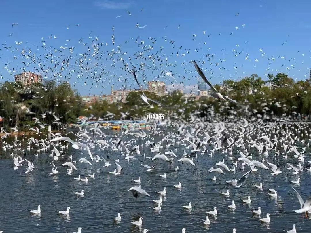 这个季节去哪里玩最合适昆明周边,昆明周边过年旅游推荐