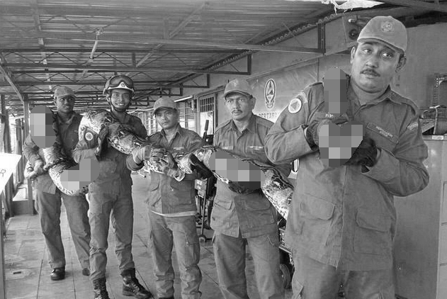 大蟒蛇攻击人视频,蟒蛇为什么不像小蛇一样攻击人