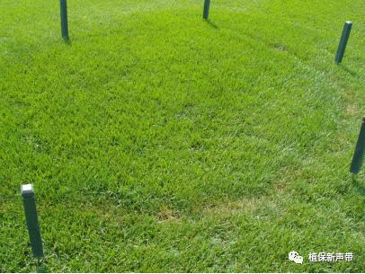 草坪通常要进行哪些养护管理项目,草坪要打理吗