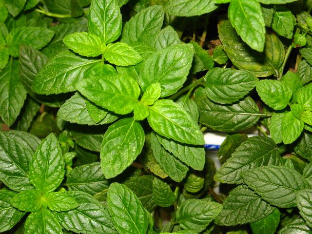 两种不同的薄荷,薄荷各个种类区别图片